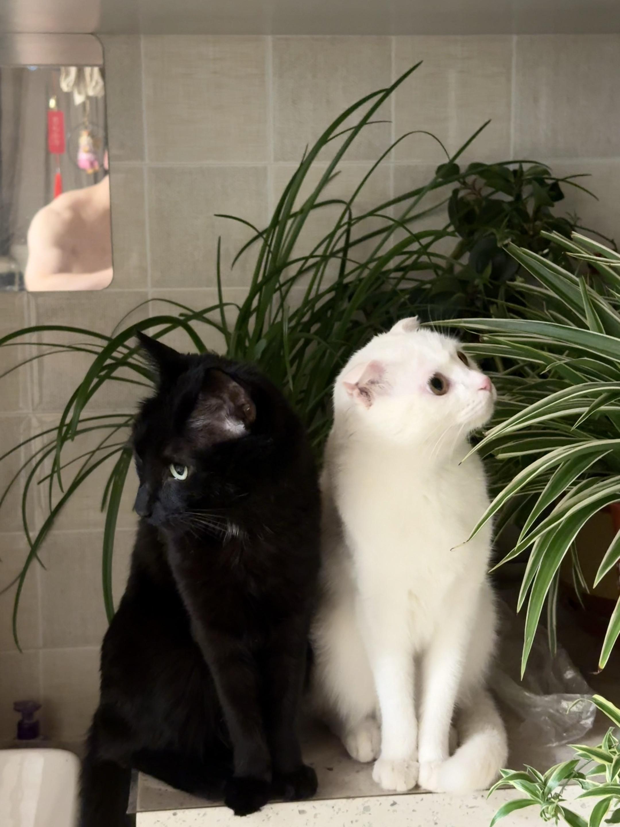 神秘拍猫男