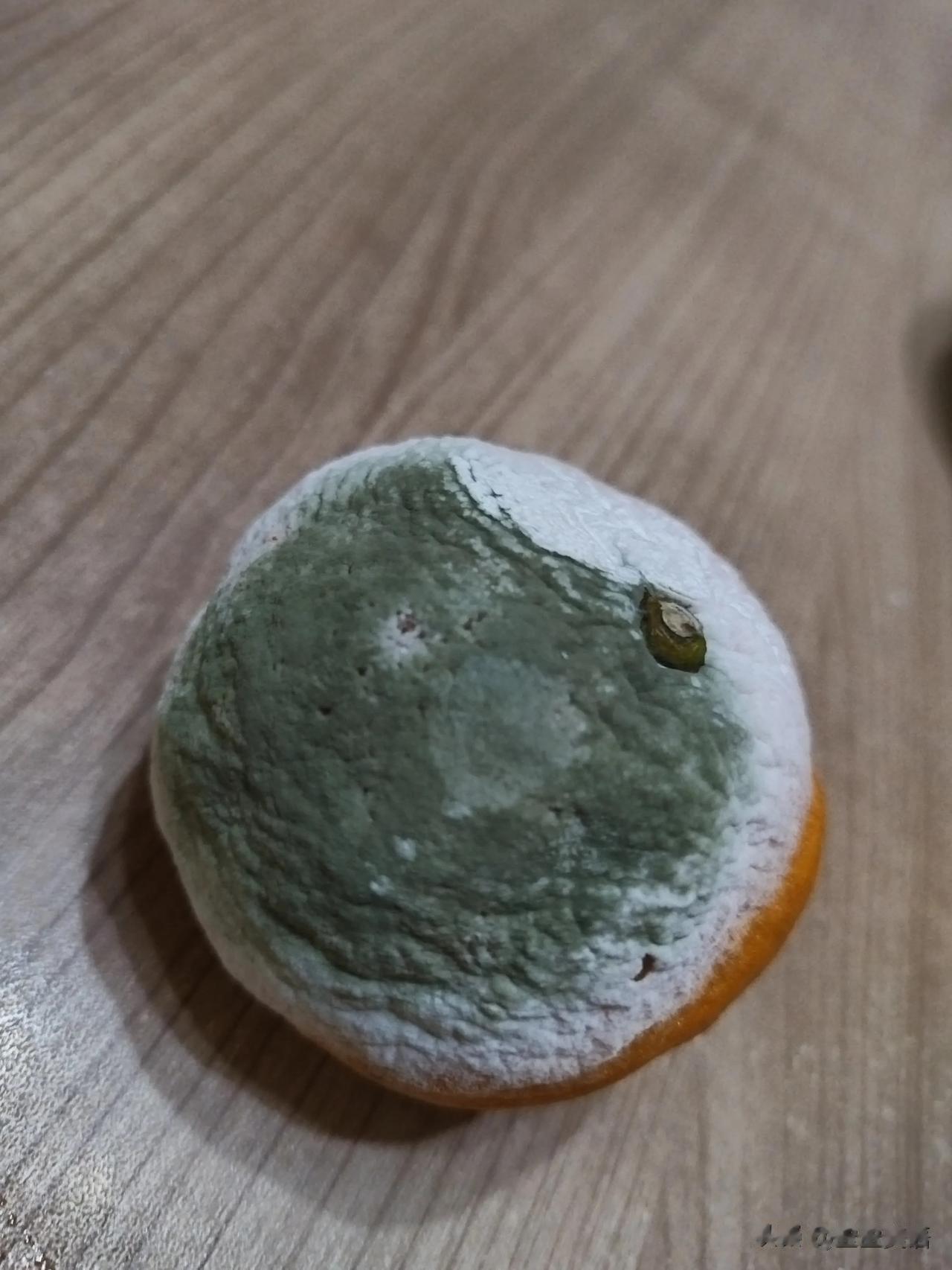 橘子没几天就这样了[捂脸]

青岛冬天太暖了，屋里太热了，什么也放不住呀。

