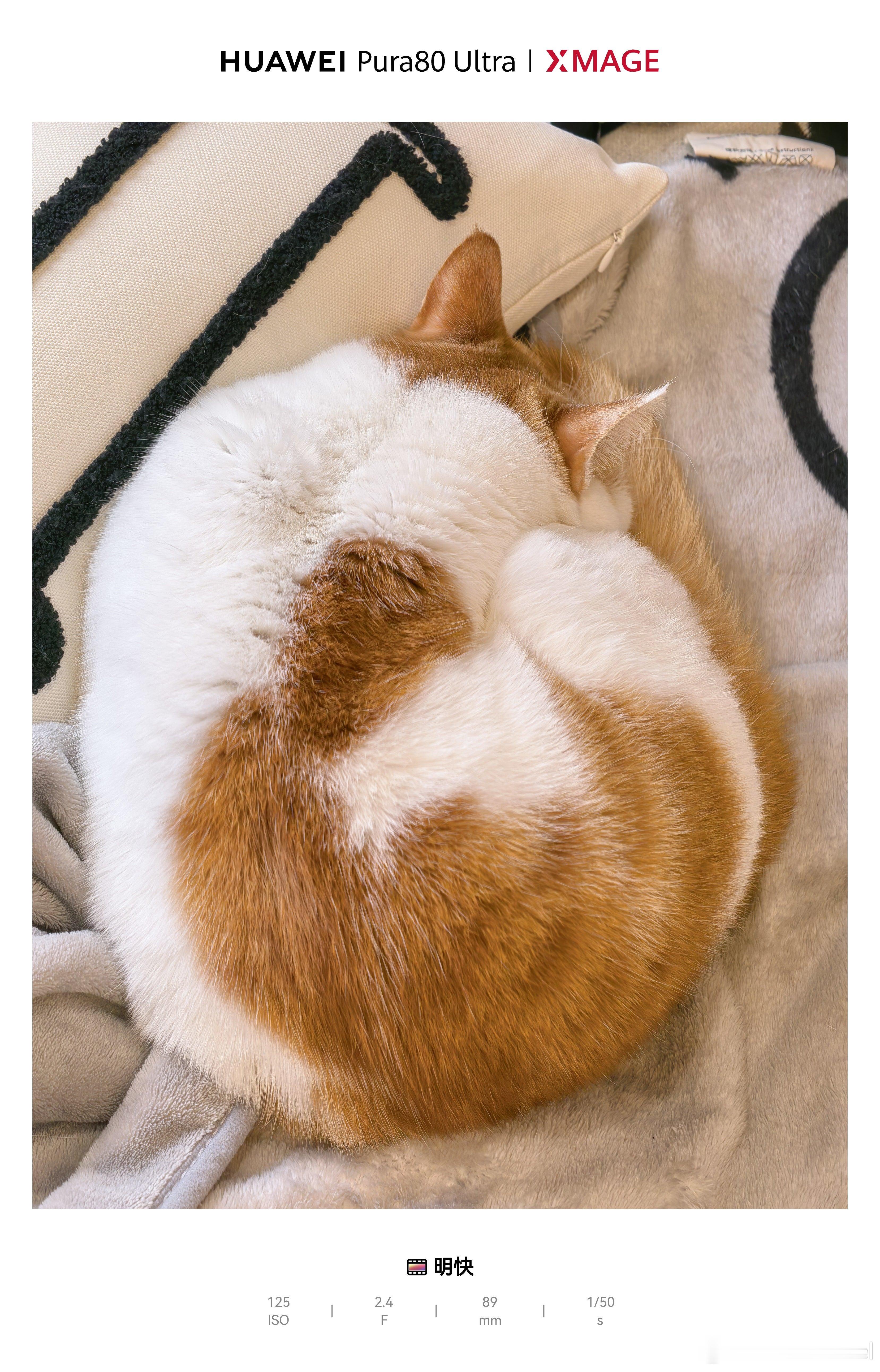 橘二看起来太好rua啦！