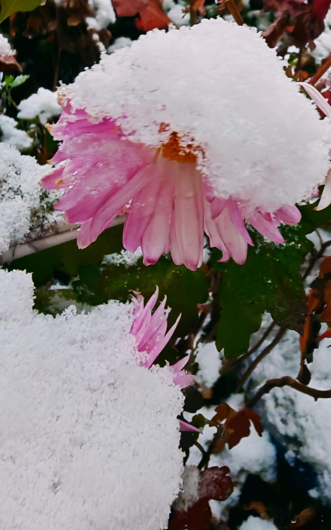 冬日生活打卡季 粉嫩花朵上覆盖着白雪，宛如童话中的梦幻场景。
