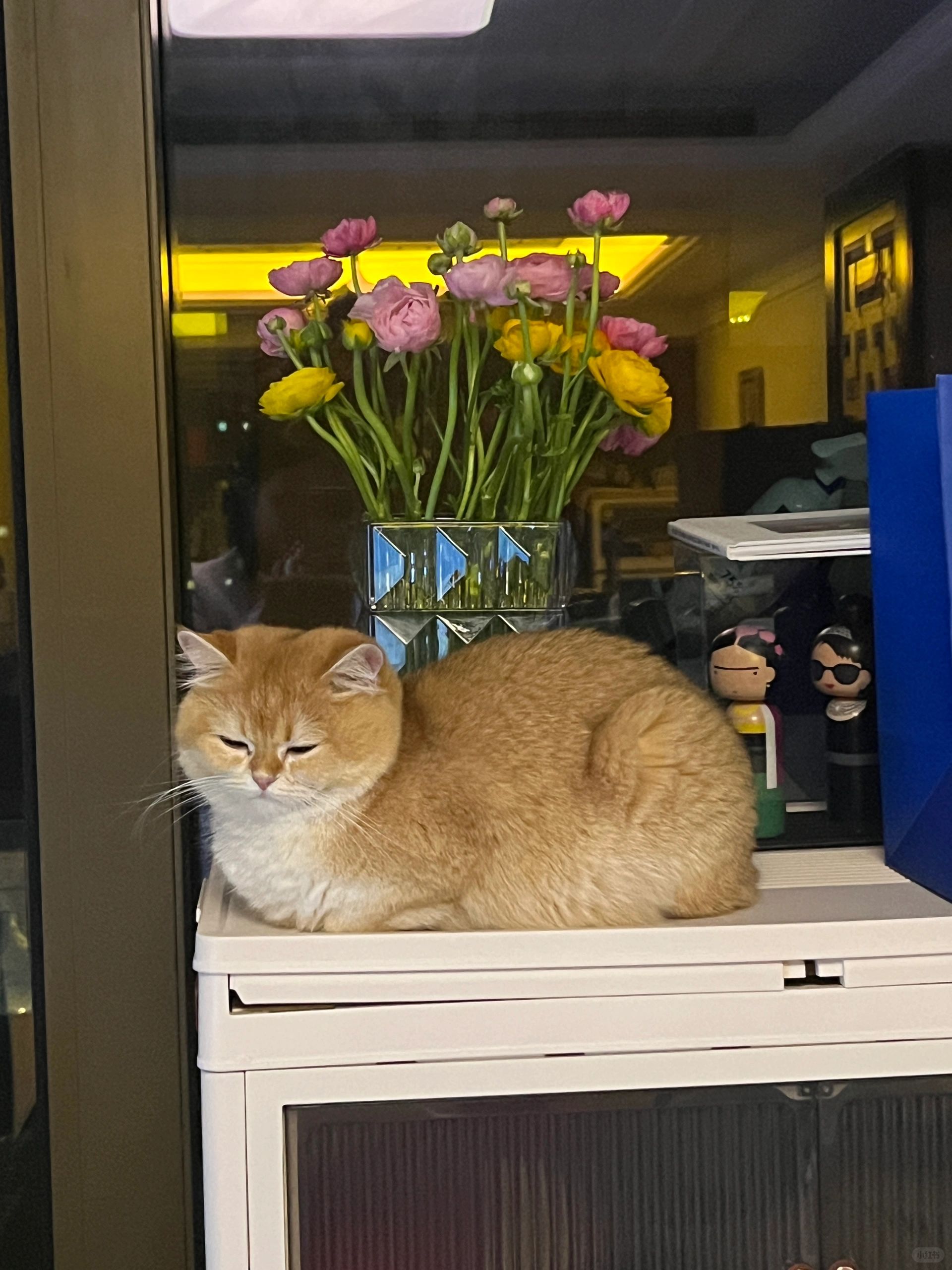 也是一只“手办猫”✌️