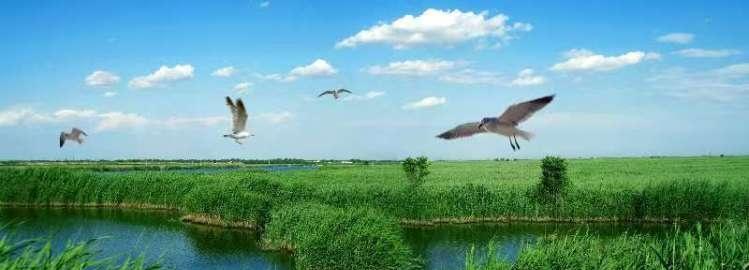 春日的津城，水清岸绿、鸟栖花绽，南运河畔柳丝拂水，七里海湿地苇浪翻涌，南湾公园海