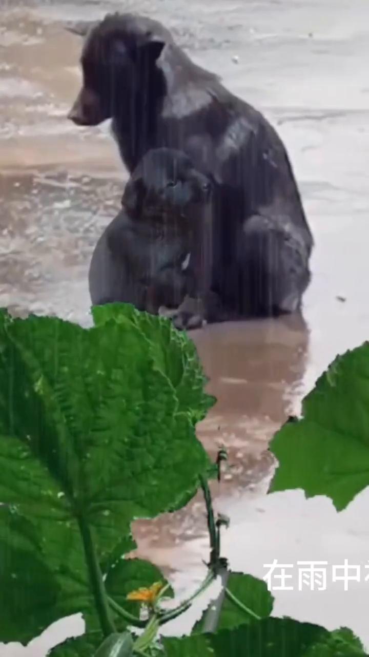 雨中被抛弃的母子狗。
抛弃的母子狗。