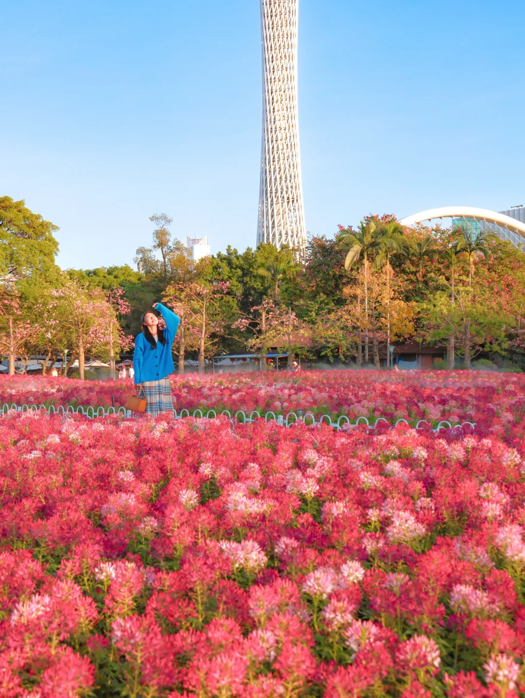 速报‼️广州新花海，醉蝶花太美啦🌸