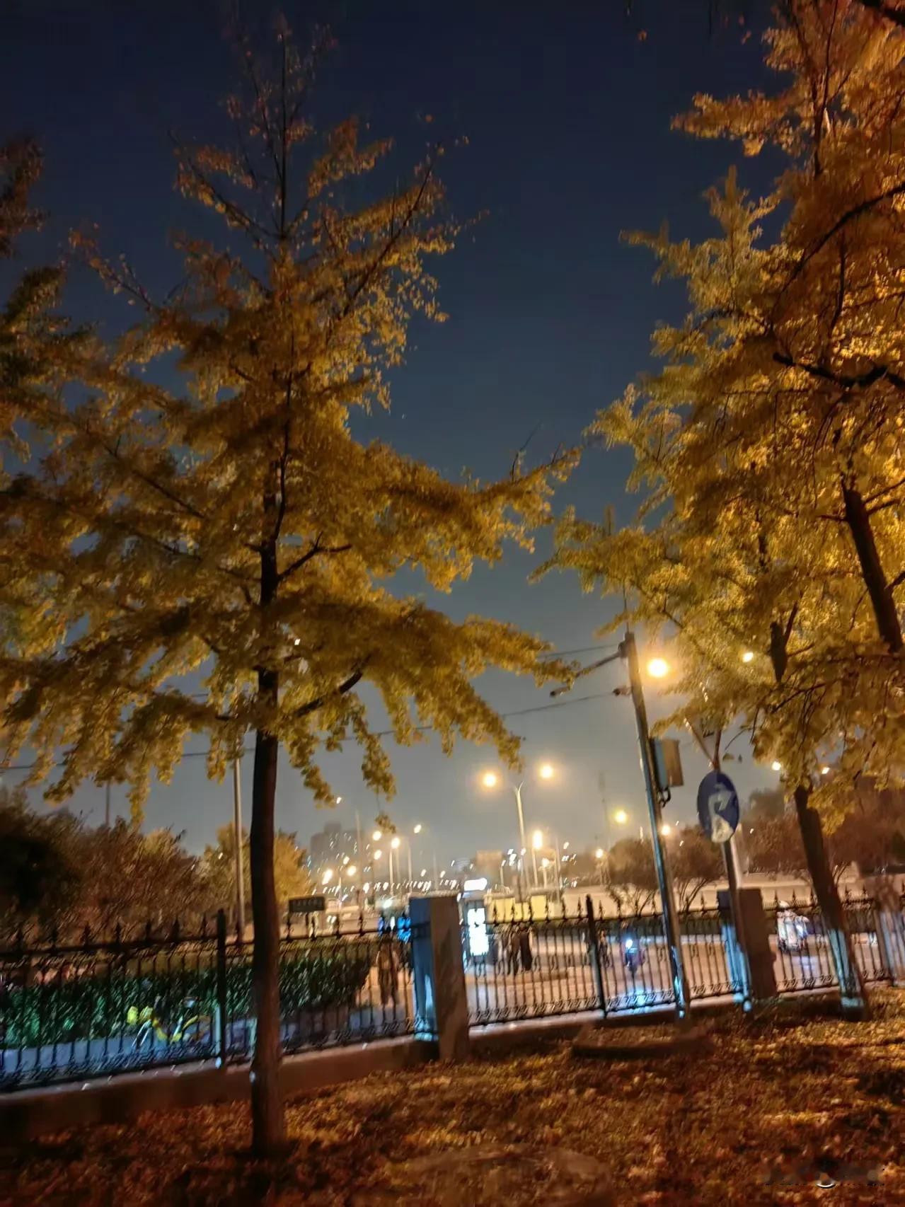 #小区遛弯随笔# #路灯树飘动# 
晚饭后下楼去散步，沿护城河边上那路灯杆就像一