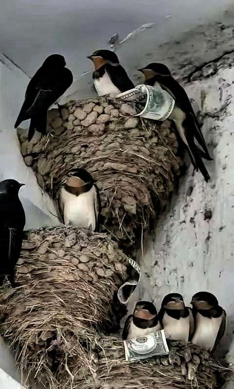 富贵人家从不筑燕子窝，老祖宗早讲清其中玄机

一直以来，大家都觉得燕子在家筑巢是