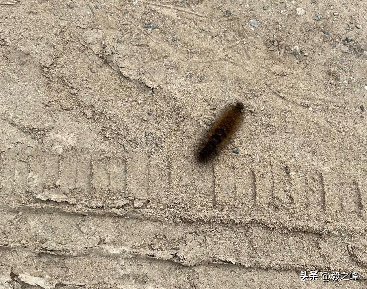这是什么虫，我也是头一次见。
野外虫子 今天去郊外田间之间的路上发现了这样一种毛