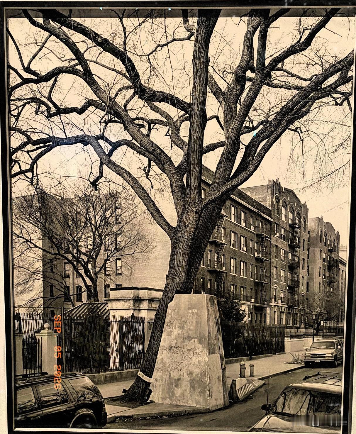 V&A东馆的两张照片：
1，美国榆树，布鲁克林东公园大道，出自系列作品《纽约树木
