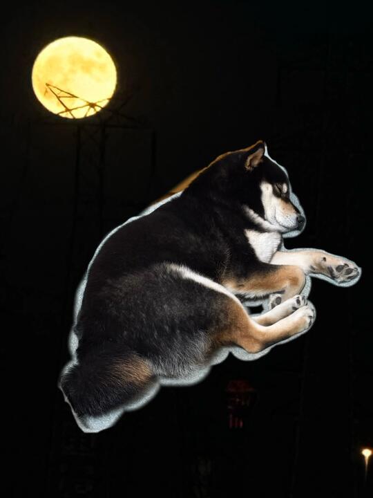 午夜心碎小狗，气得我也睡不着