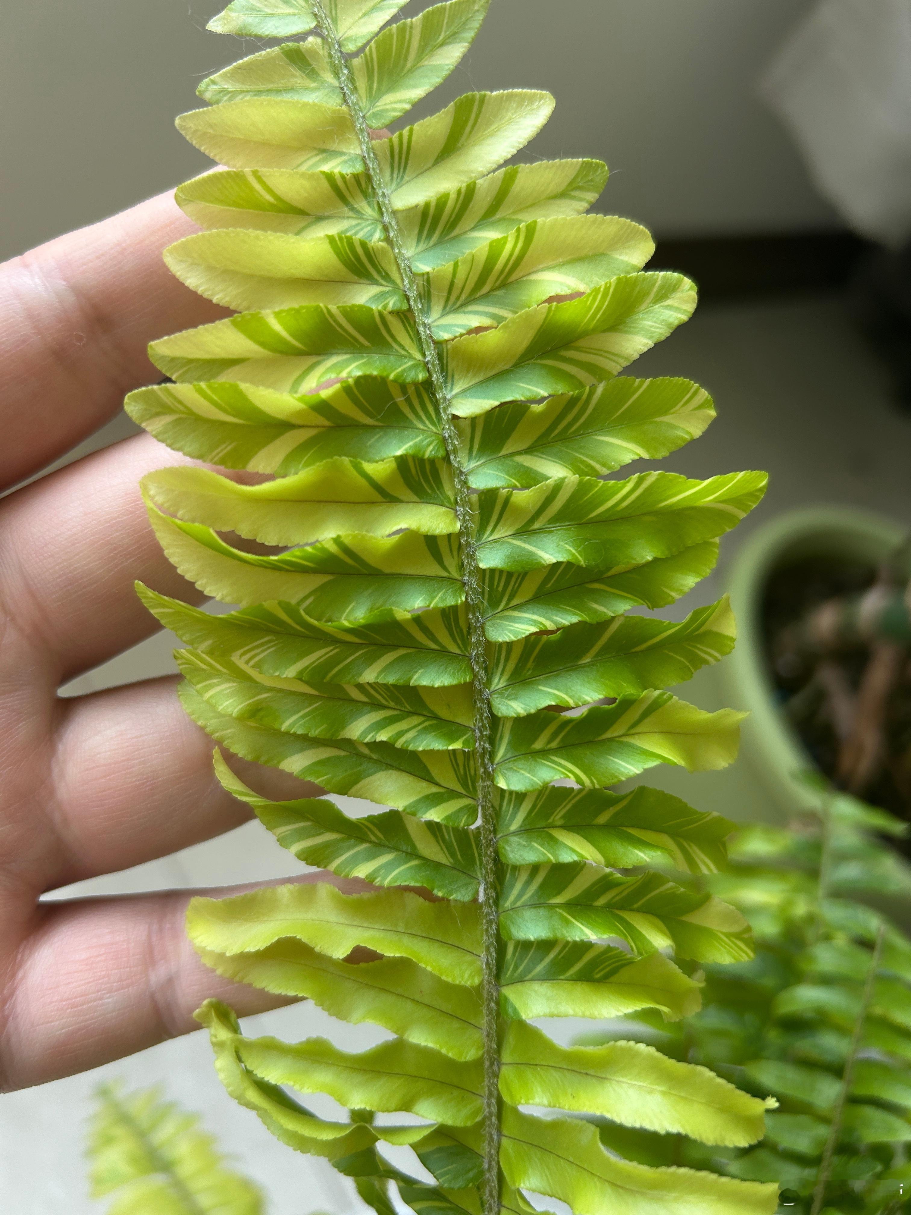 这个虎斑蕨的叶片还是挺好看的～ 