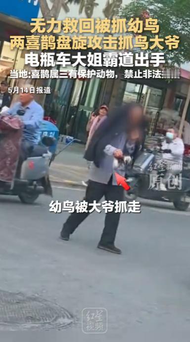 “太心疼了！”宁夏，一大爷趁喜鹊父母不备，伸手抓走了一只刚学飞的幼鸟，两只喜鹊发