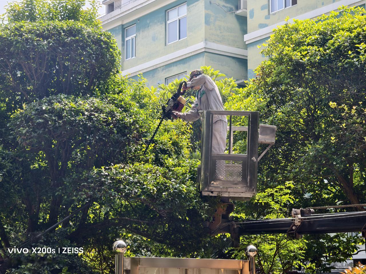 原创，手机摄影致敬修剪景观树工作者。