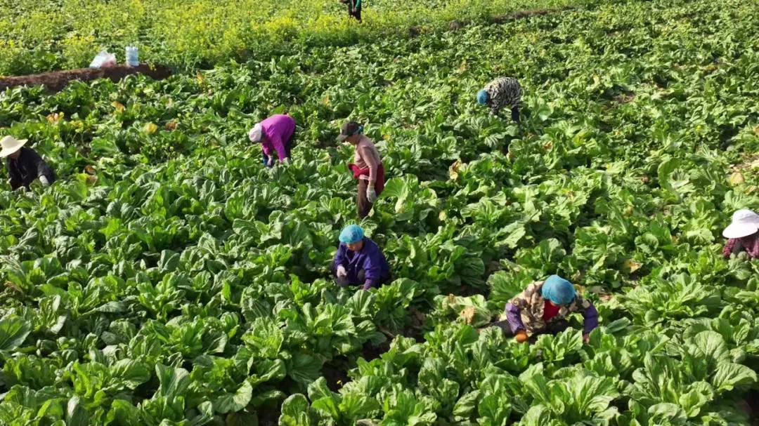 千亩芥菜喜丰收 “订单农业”铺就富民路