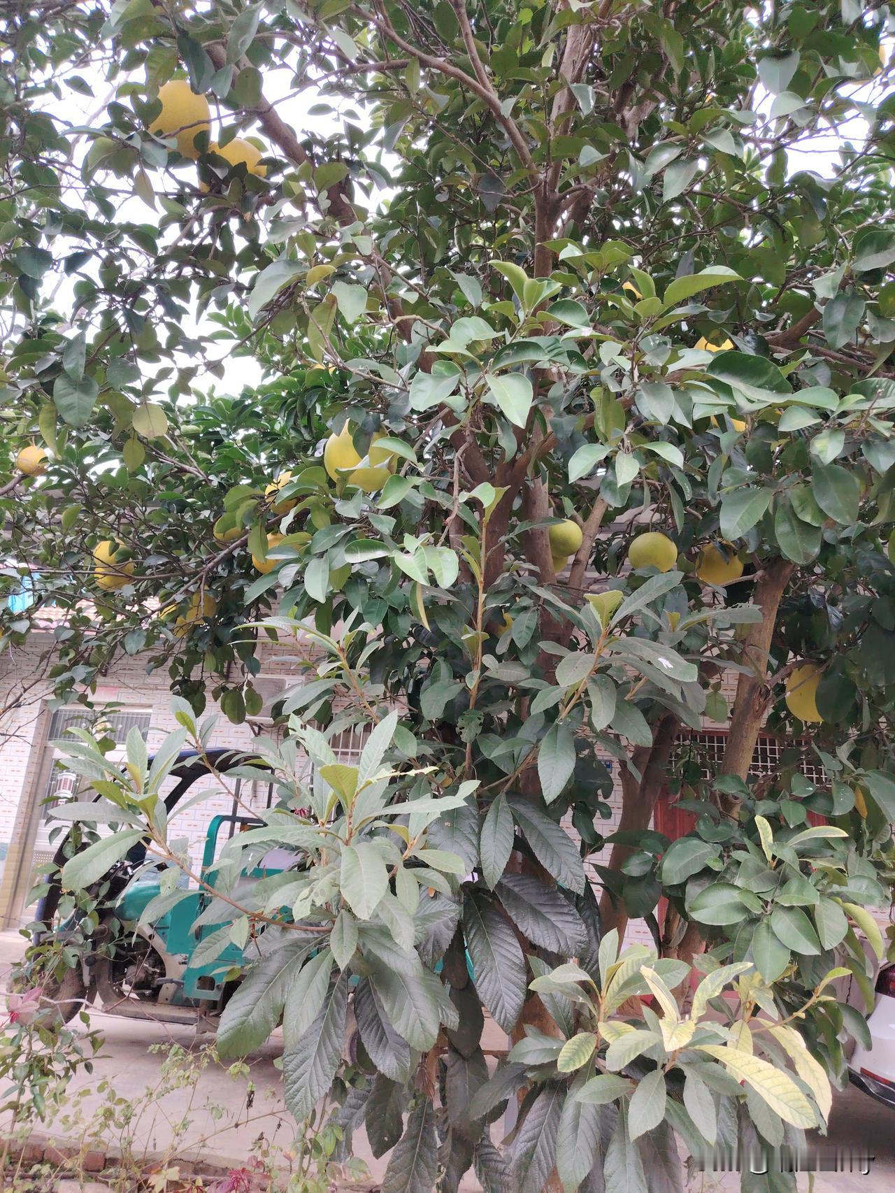 冬日生活随拍每次下地经过街坊门口，就闻到一种水果清香，而且我发现只有心情特好的早