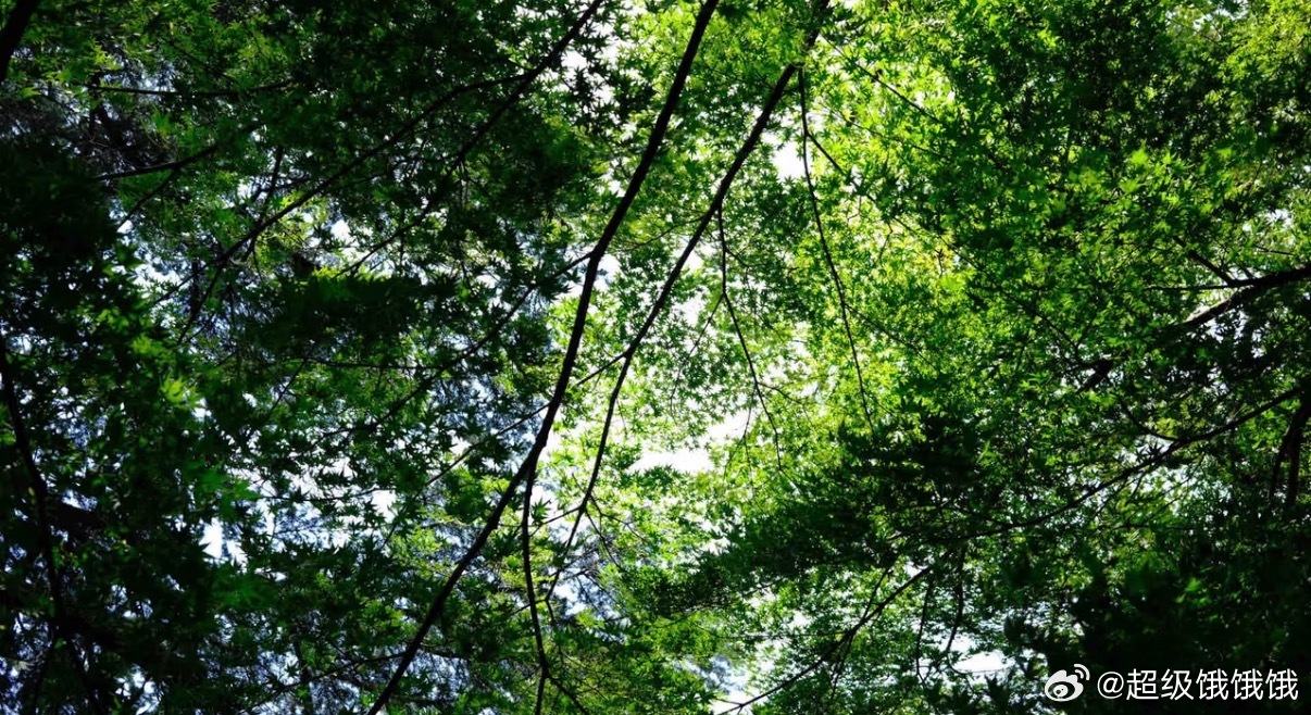 岁序常易华章日新 