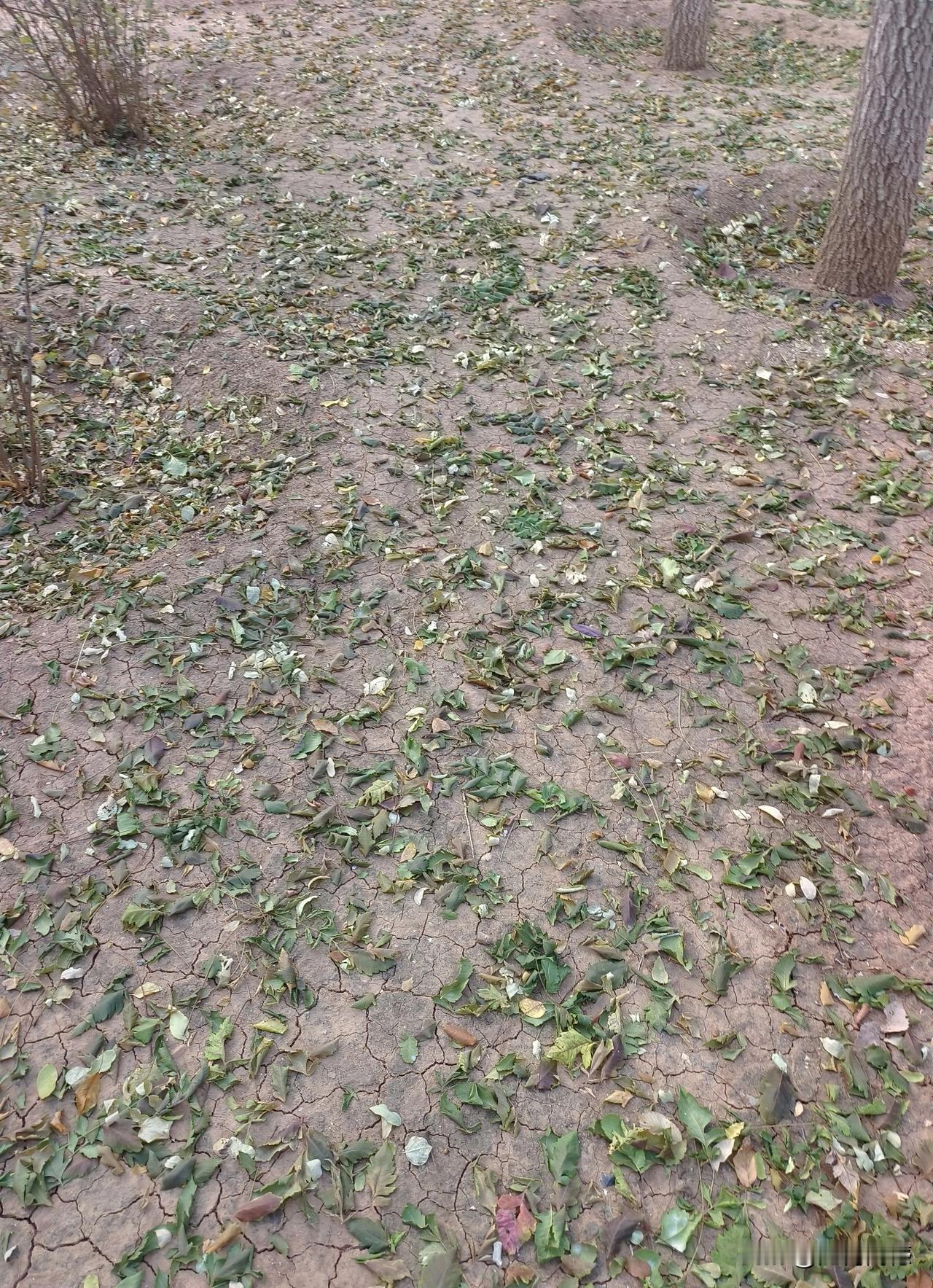树叶落到地上，形成了不规则的图案，面对此情此景，突然想起了白居易的长恨歌里面的几