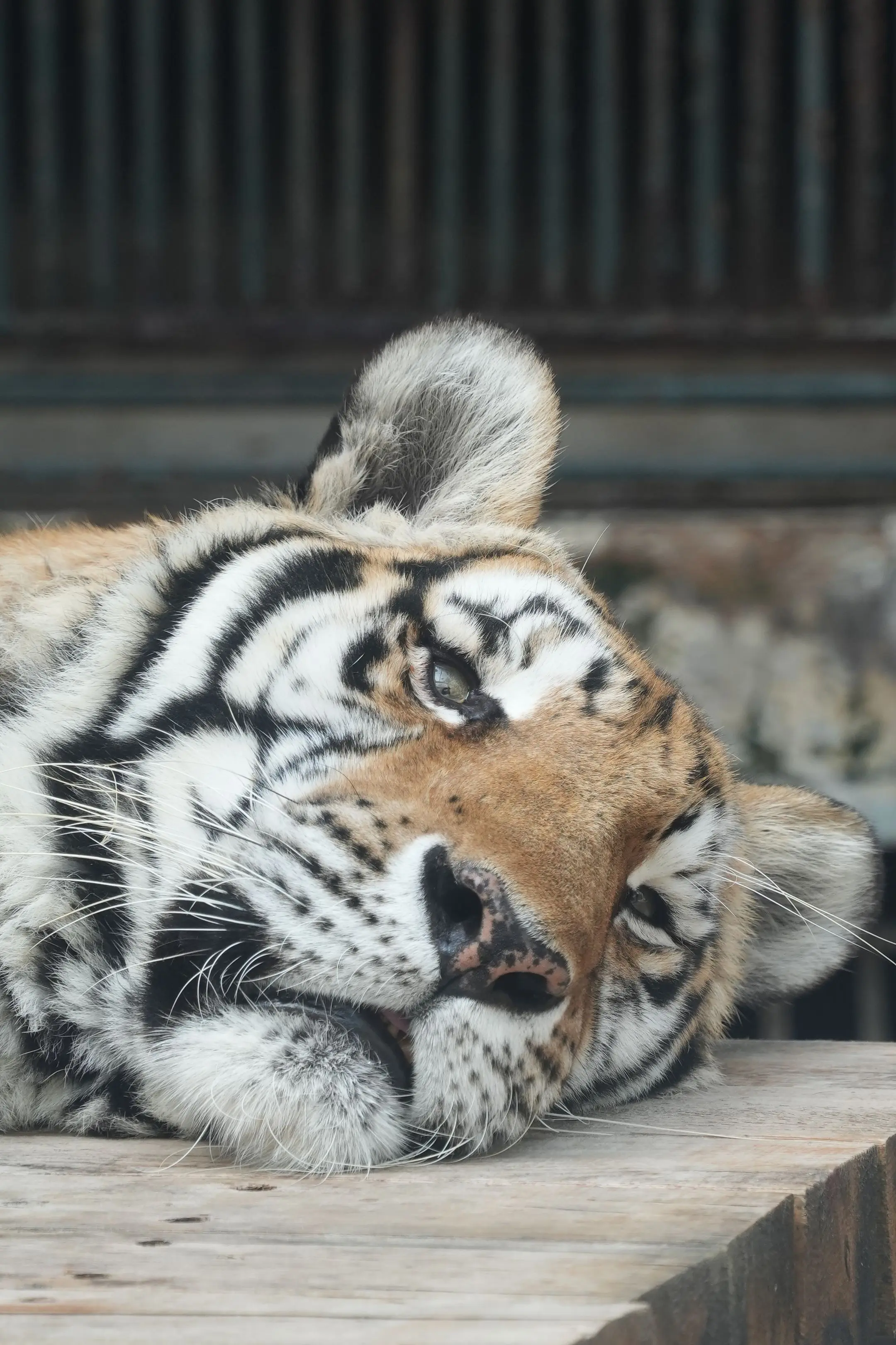 虎：我唔钟意返工啊！