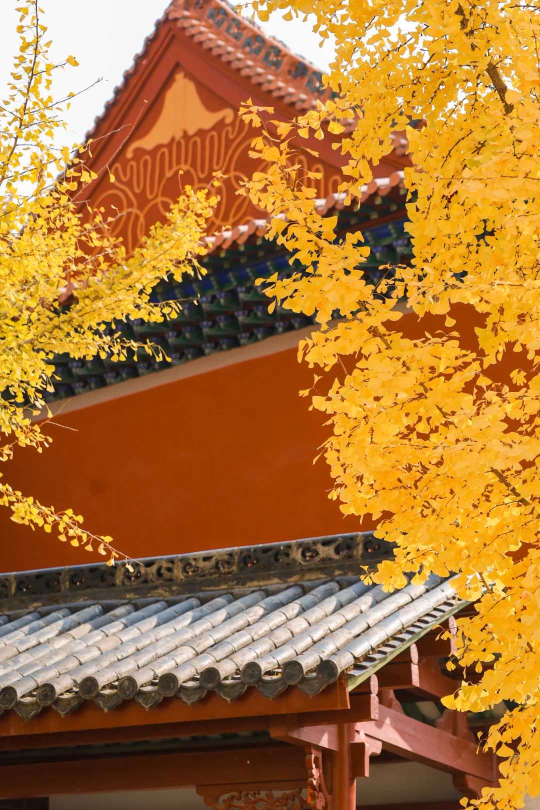 我以为宝通寺银杏够美了❗️直到去了这里…