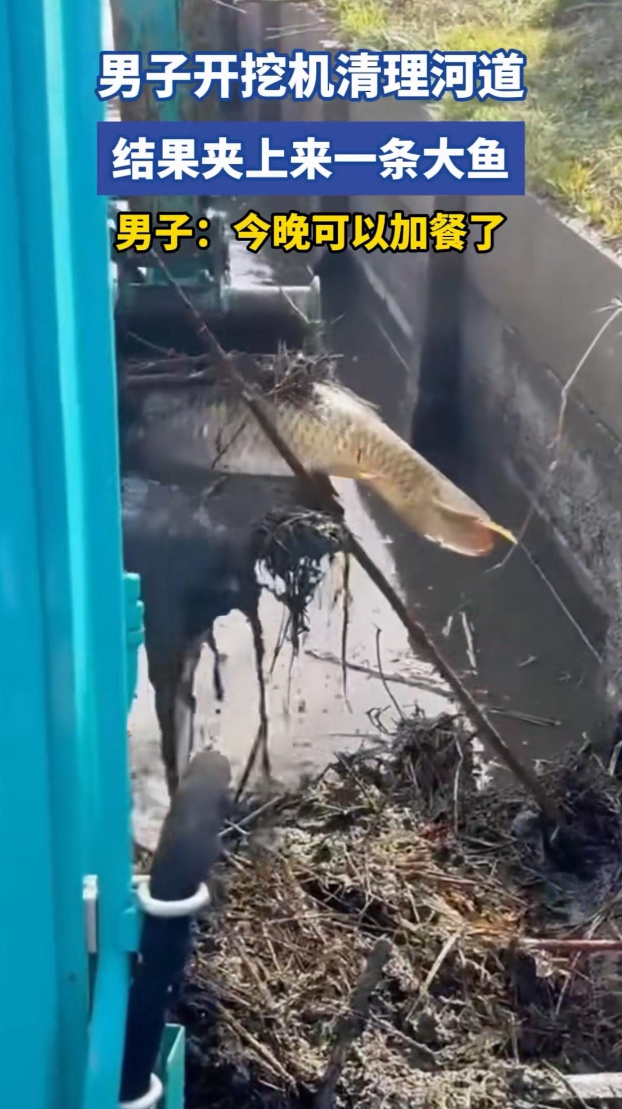 万万没想到！广东，男子开挖掘机清理河道，正捞泥呢，结果捞着捞着，突然挖起来一条蹦