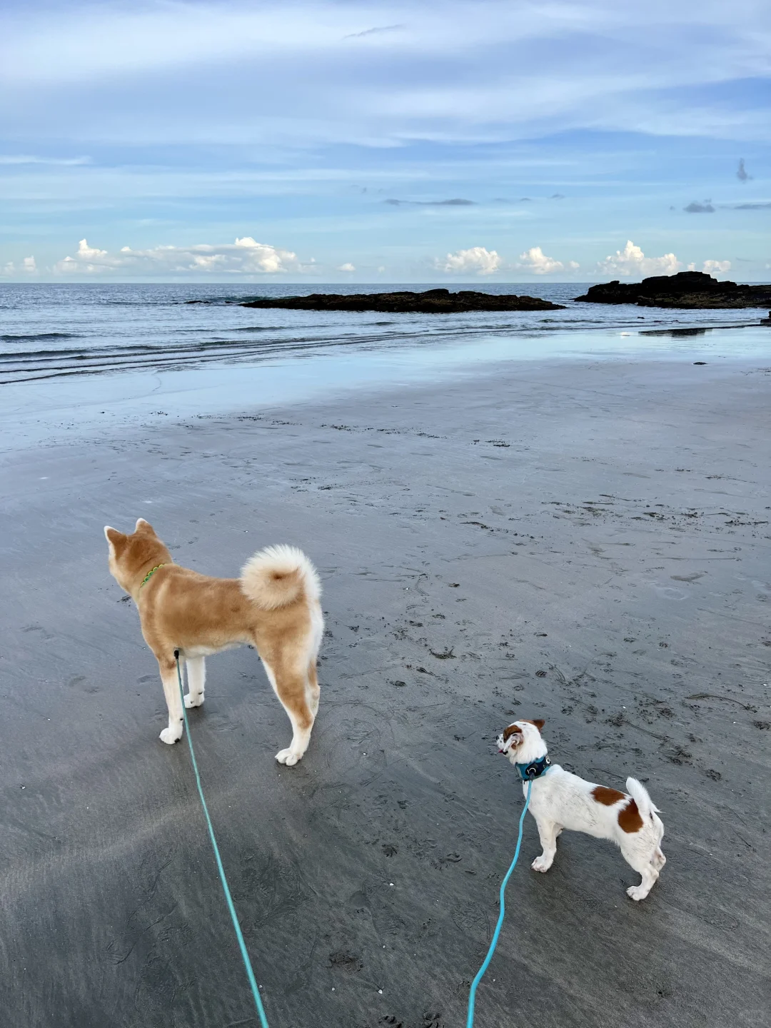 小狗也会向往大海吗🌊