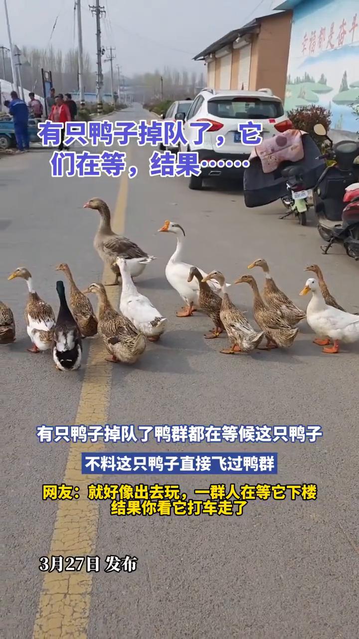 有只鸭子掉队了，它们在等，结果......
有只鸭子掉队了，鸭群都在等候这只鸭子