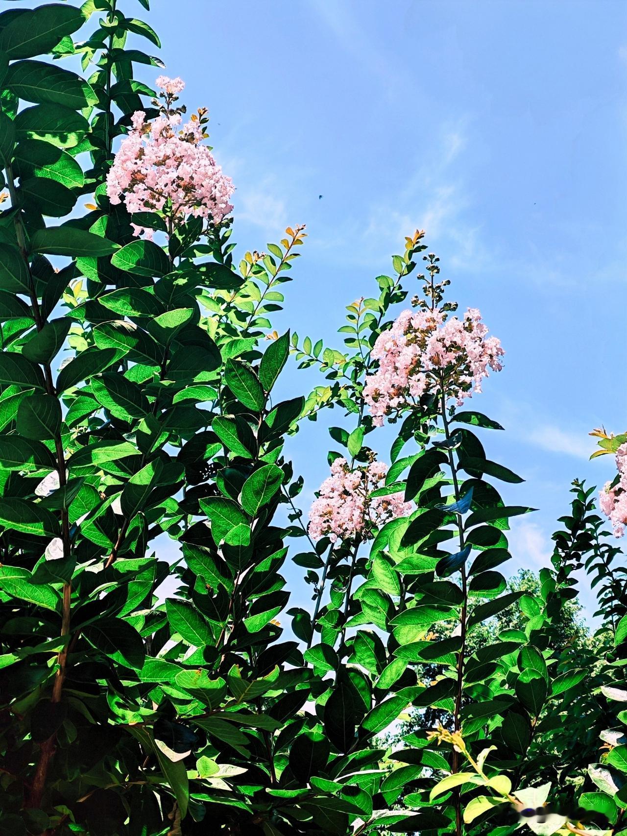 蓝天白云下的粉色花朵，生机勃勃的自然之美。