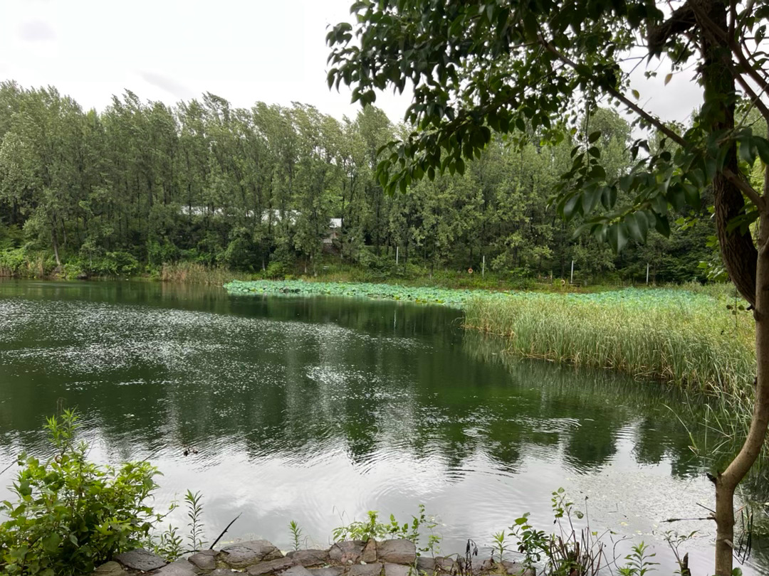 我在凤栖湖畔，湖水清波荡漾，湖面四周都是高大的黄枫树，一阵阵台风吹得树木呼呼作响