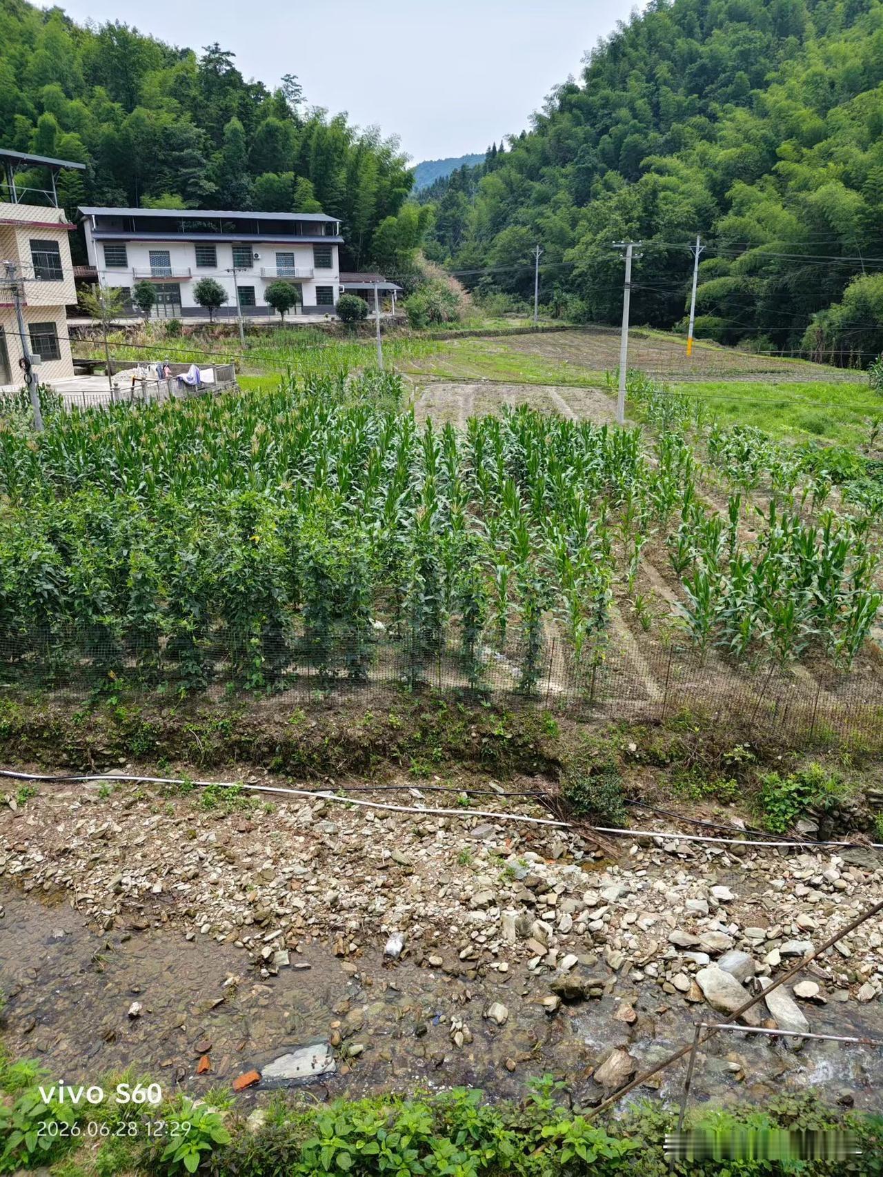 田园风光，绿意盎然，静享乡村的宁静与美好。