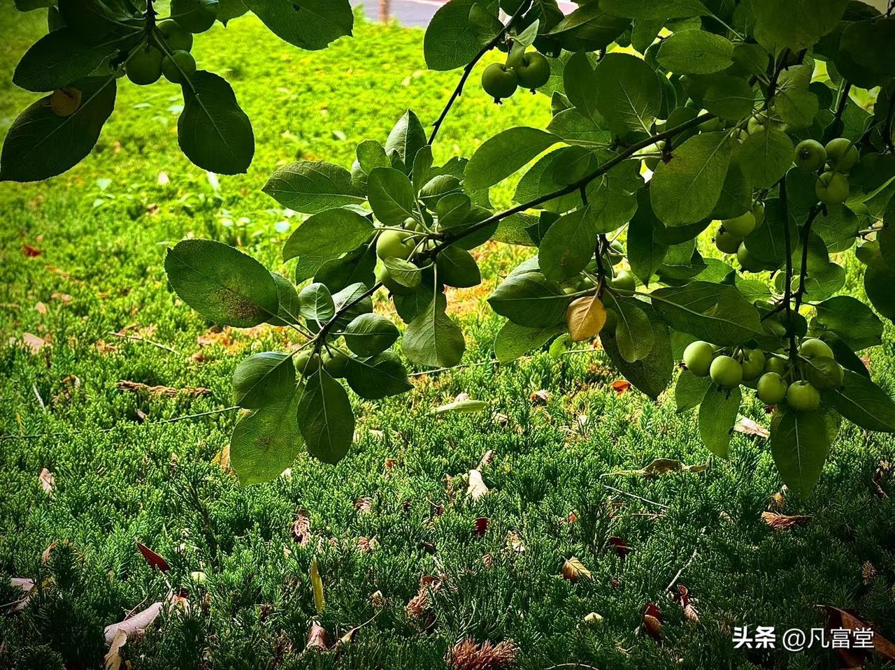 青翠的海棠果
        （原创）


在夏天的深处
一树青翠的海棠果
凝成