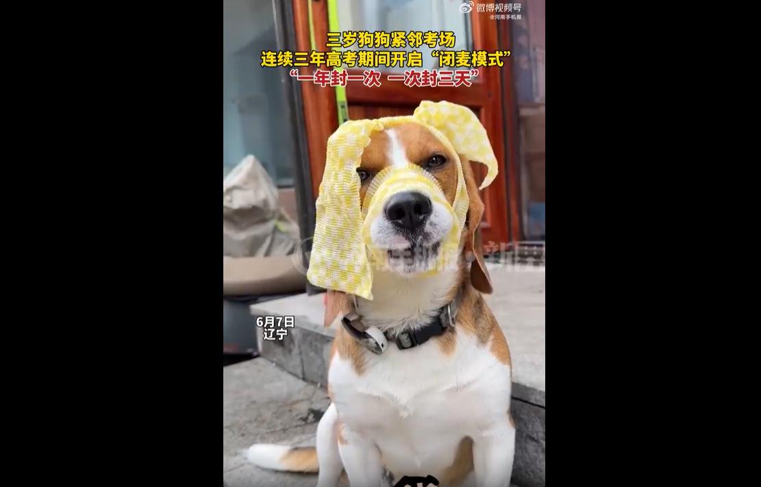 2026年高考期间，辽宁一只三岁比格犬暖心走红。因住所紧邻考场，这只小狗连续三年