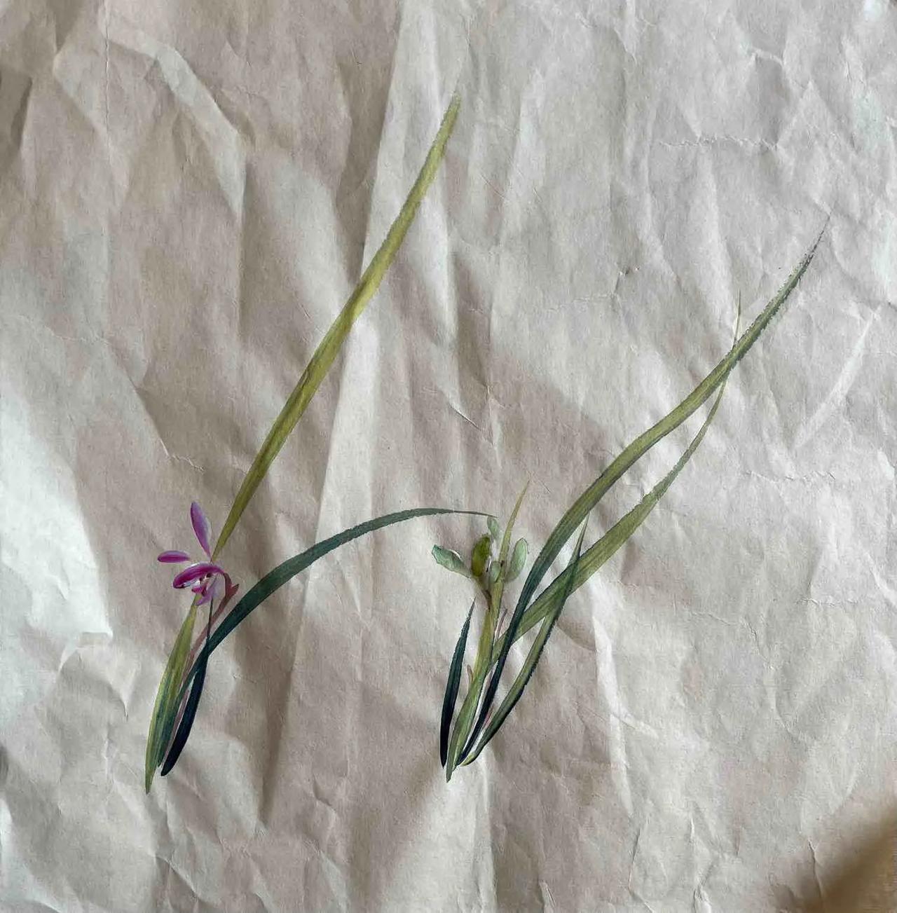 手绘兰花真的美炸了！之前我看到一组兰花简笔画，足足15张，每一张都有独特的美。有