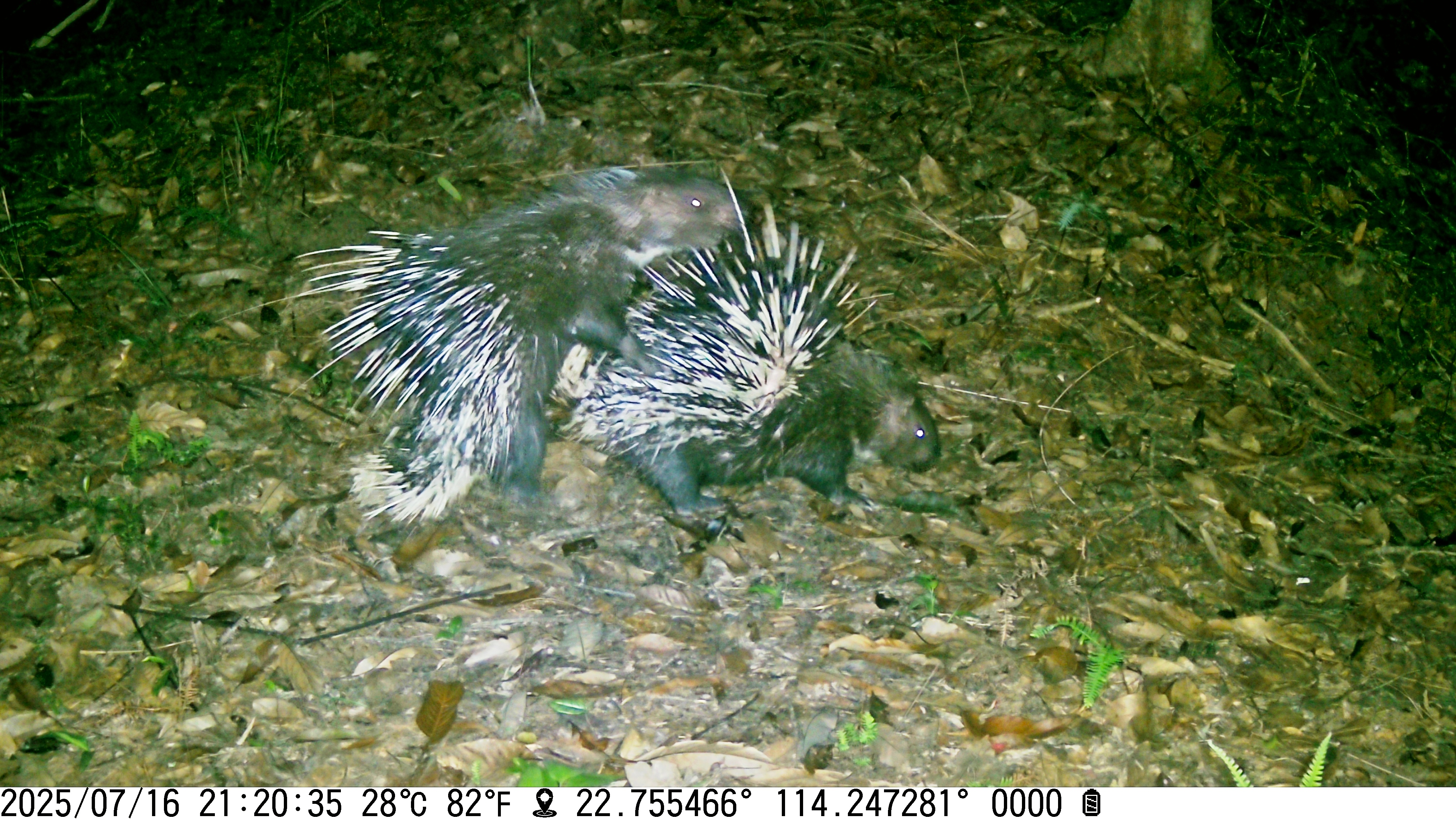 豪猪的爱，大概是比较疼的吧（乌禽嶂五一村红外相机记录） 