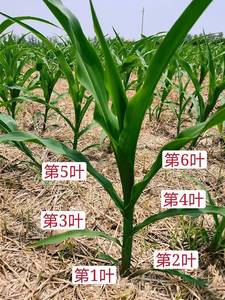 玉米控旺机会来了，由于几天来阴雨绵绵，玉米长的很快，有好多农民朋友对打控旺药把握