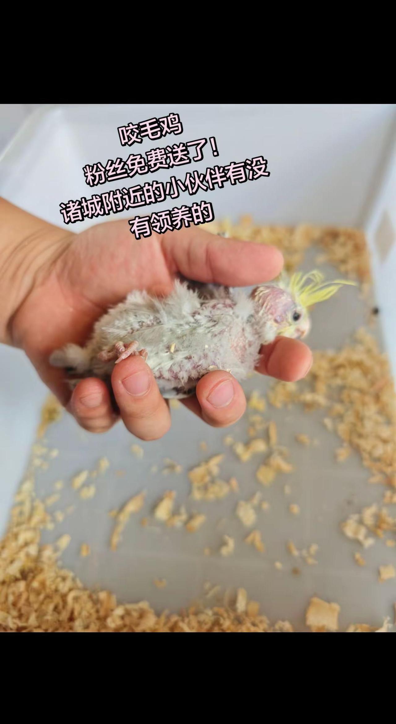 咬毛🐔 被父母咬掉羽毛的小鸡崽，只能做走地鸡了鹦鹉宝宝 手养幼鸟 鸟宝宝 鹦鹉