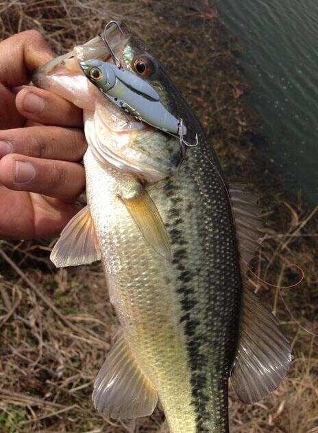 低温爆护秘籍：冬季路亚鲈鱼全攻略。  寒风刺骨的冬季，当多数钓友封竿蛰...