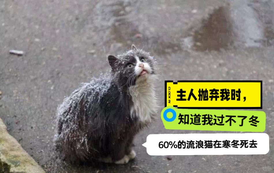 流浪猫都是被抛弃的家猫
