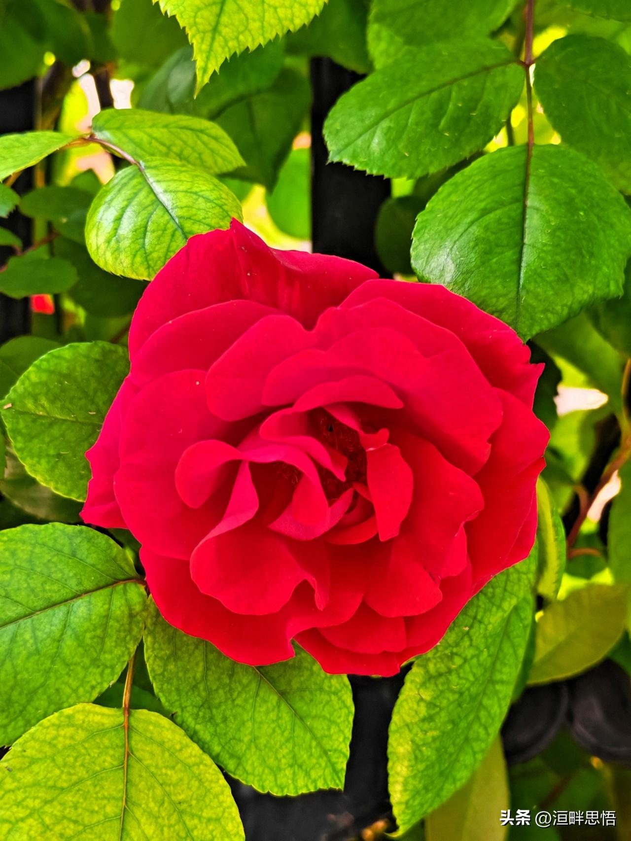 娇艳欲滴的红色月季，绽放出无限的美丽与生机！🌹🌺🌸