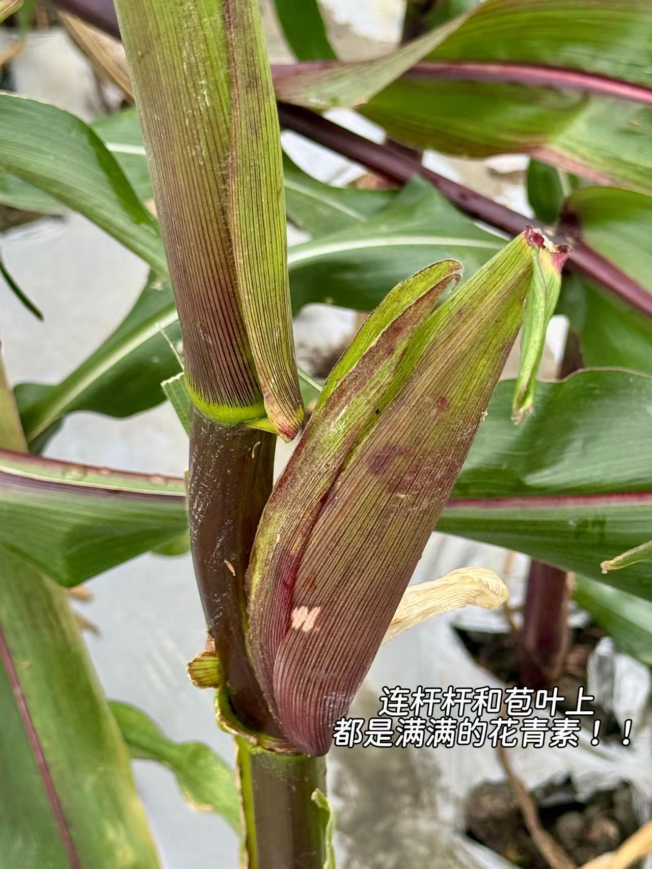 昨日份Plog📷全国唯一富含花青素且花青素含量高于蓝莓的黑甜玉米，就属于咱们川