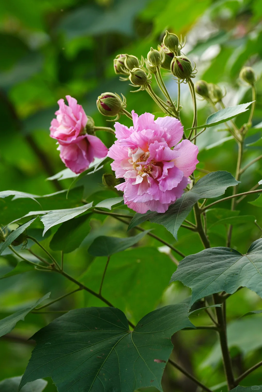 木芙蓉初绽（十二）