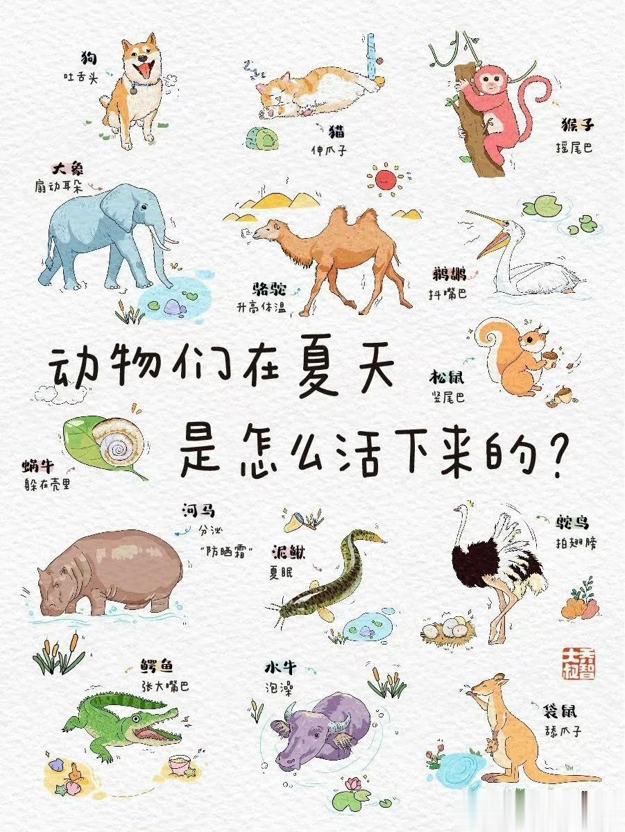 动物们夏天是怎么活下来的？散热方式各不同