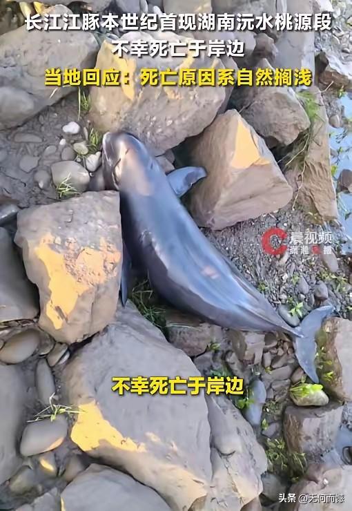 江豚阔别20多年出现了，说明我们的水质清澈了，生态环境变好了，可是短短几天功夫，