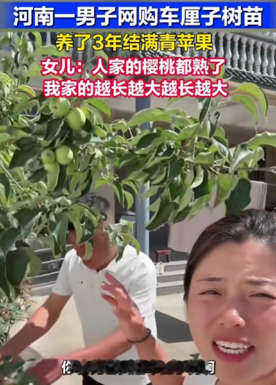 “笑不活了！”河南，男子网购车厘子树苗，养了3年。没想到，结青苹果，不结车厘子。