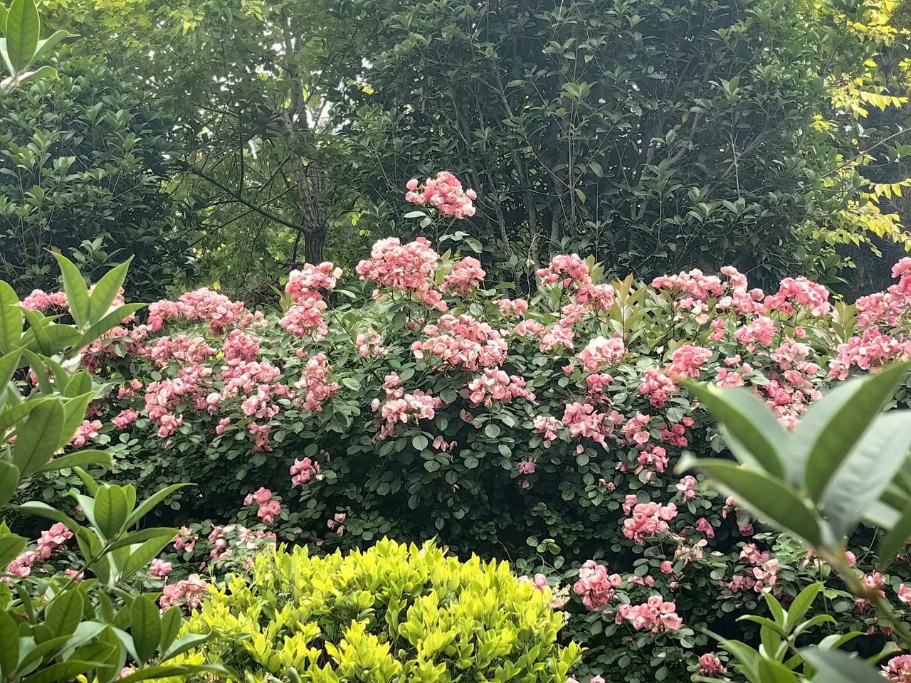 等红灯的时候，被花坛里的藤本月季（也叫蔷薇花）狠狠拿捏了。那粉红色的花朵一簇簇的
