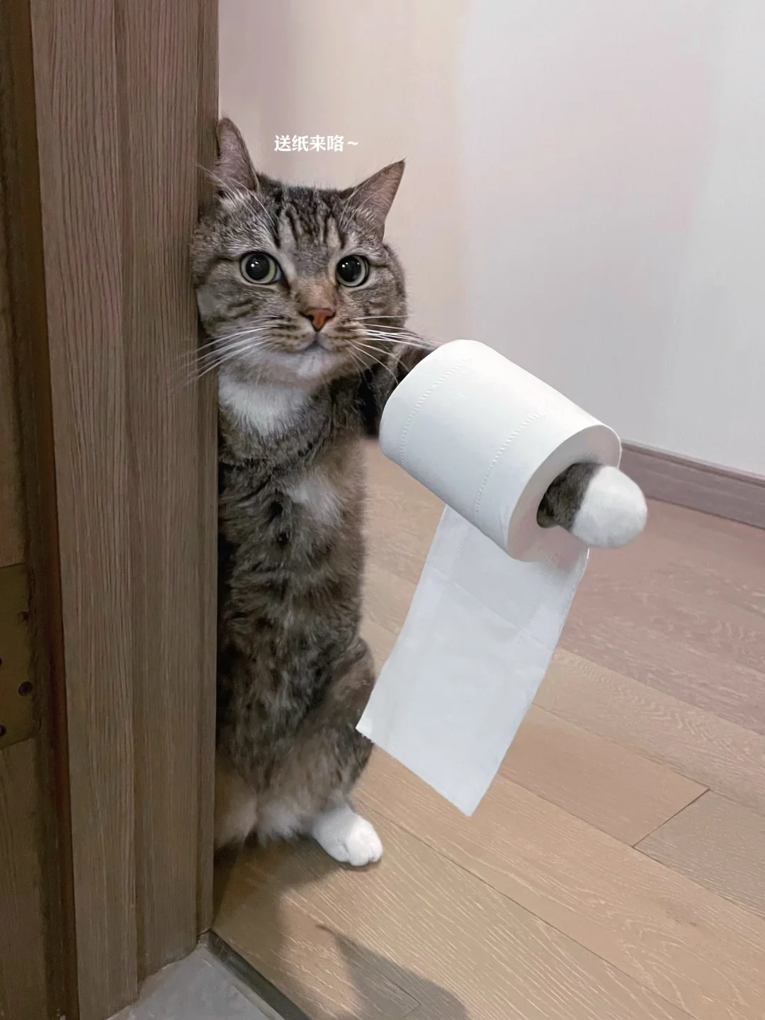 小猫不语，只是一味的配合🥰！