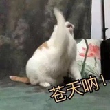 暖晖晖爱聊科技