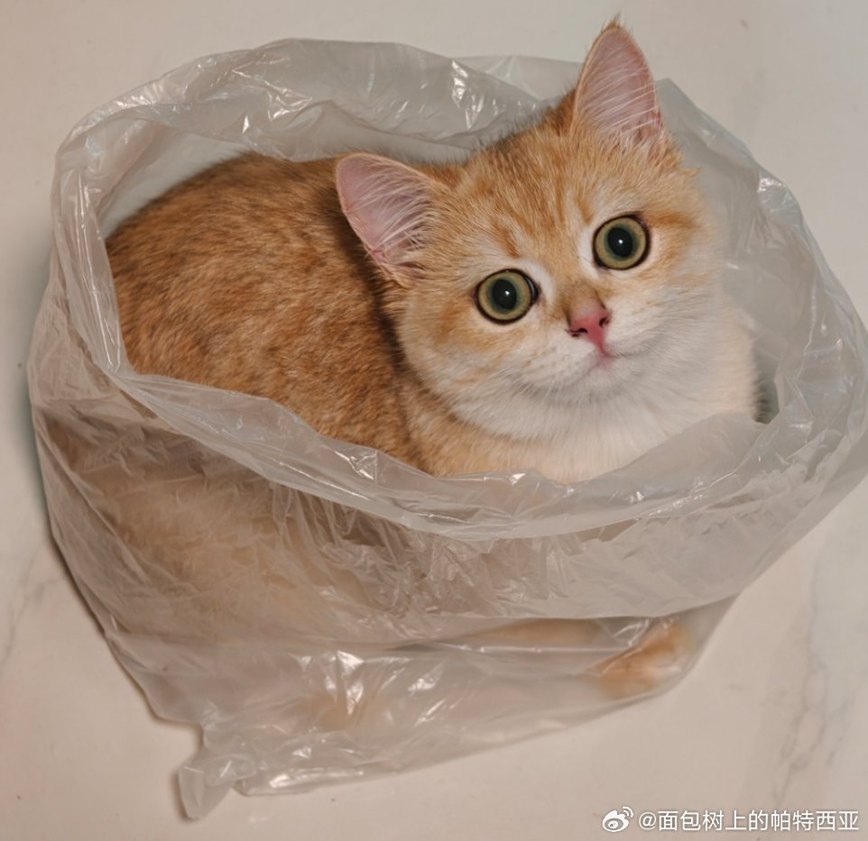 小猫把自己睡成小手套了哈哈我家猫猫喜欢睡在塑料袋里 ​​​