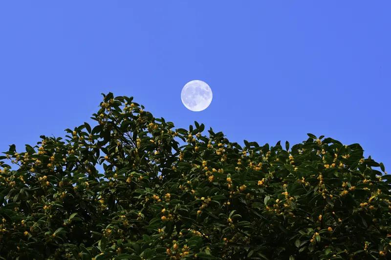 用“花”字打头,能想到哪些成语? 用“花”字打头的成语可不少。像“花好月圆”，光