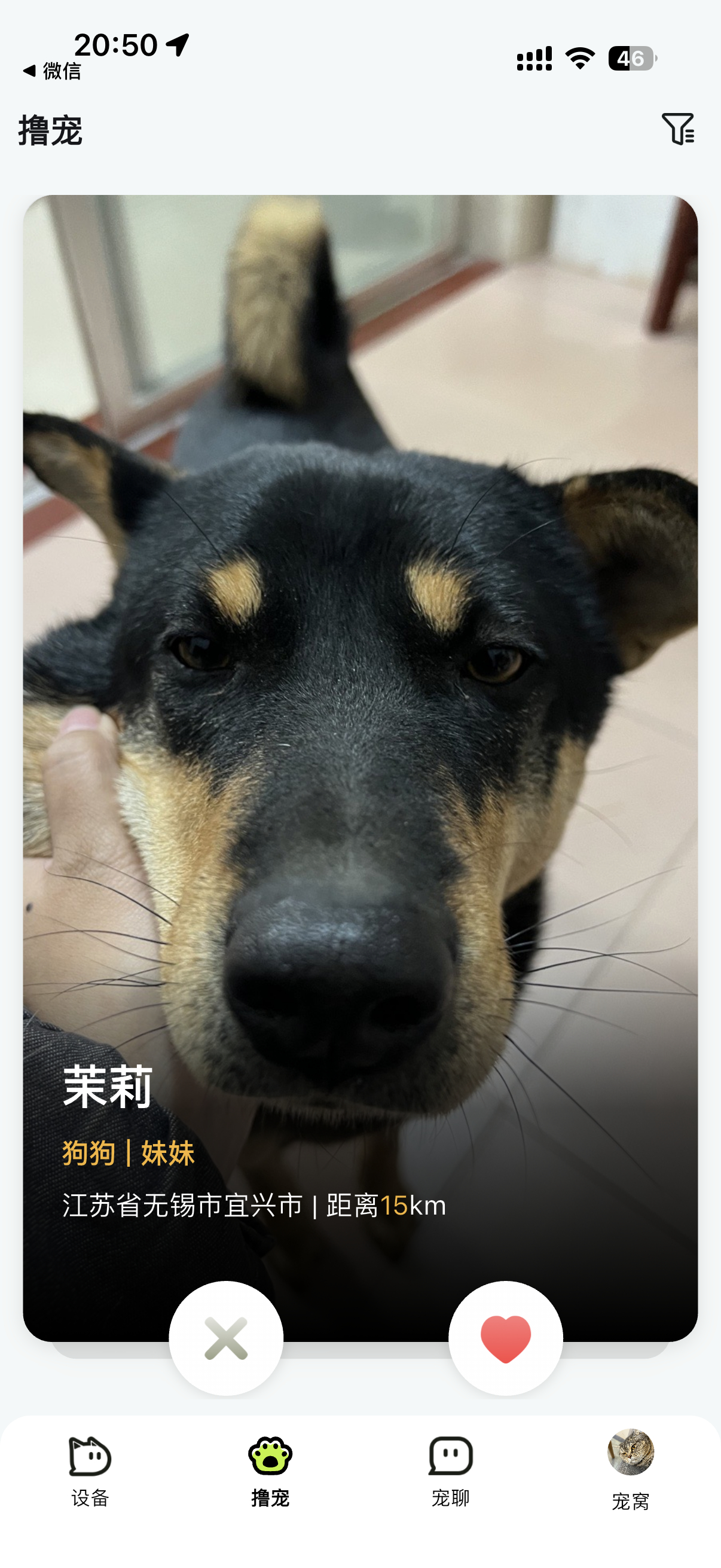 我靠 宠物界有自己的“探探” 