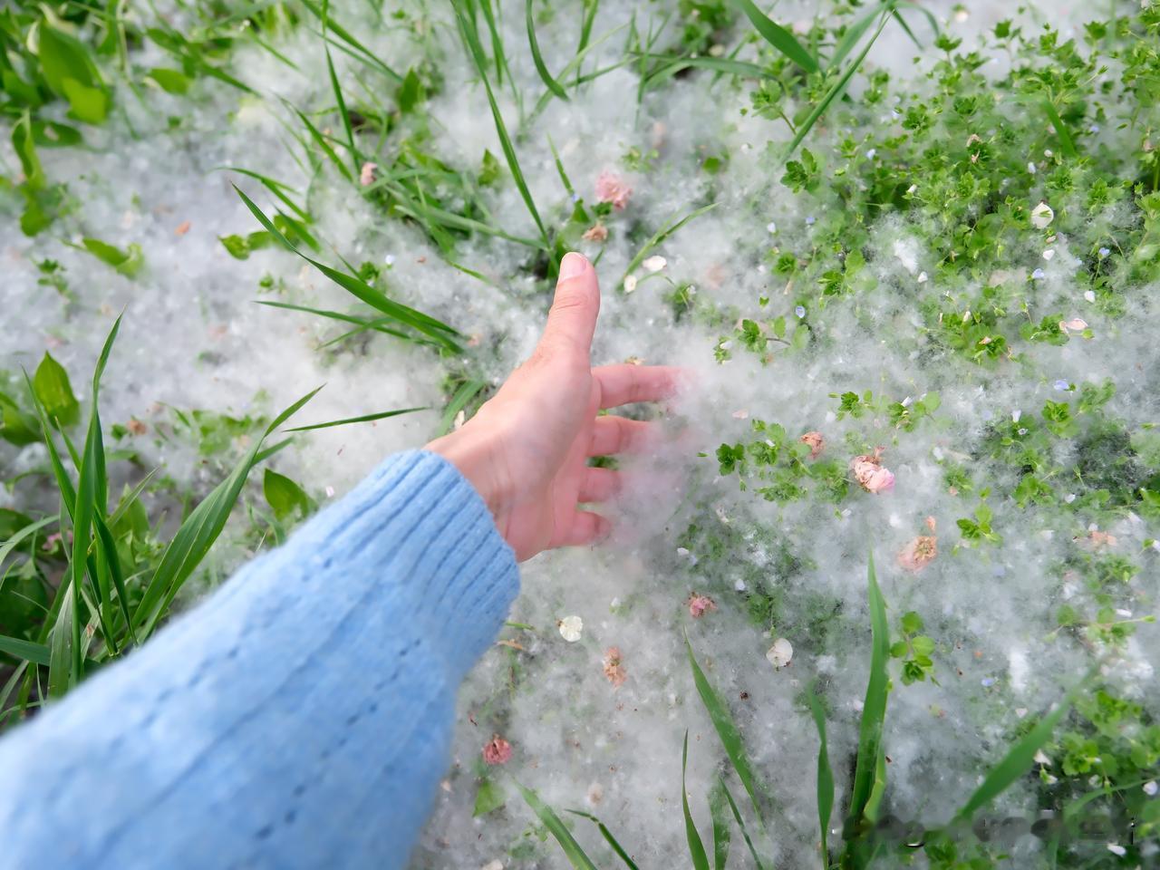 茵草铺絮
杨花如棉
握在手里也暖

菅草初籽
晚樱正妍
暮色熏风四月天

絮懂春