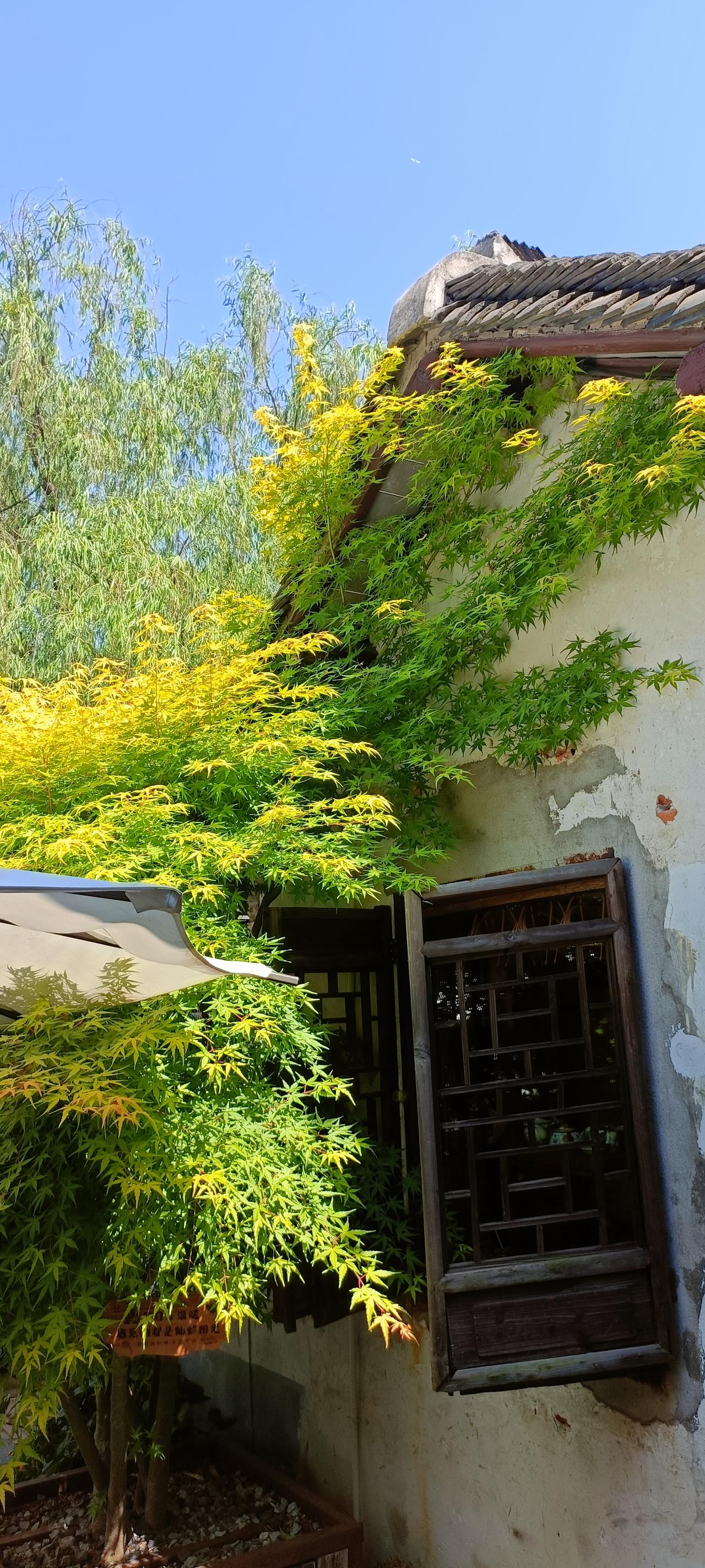 阳光洒在老屋的墙面上，绿植和黄叶交相辉映，岁月静好。
上联:绿树掩映窗前，
下联